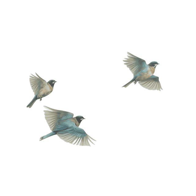 Drei Vögel