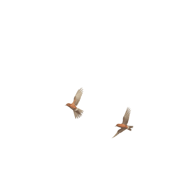 Zwei Vögel
